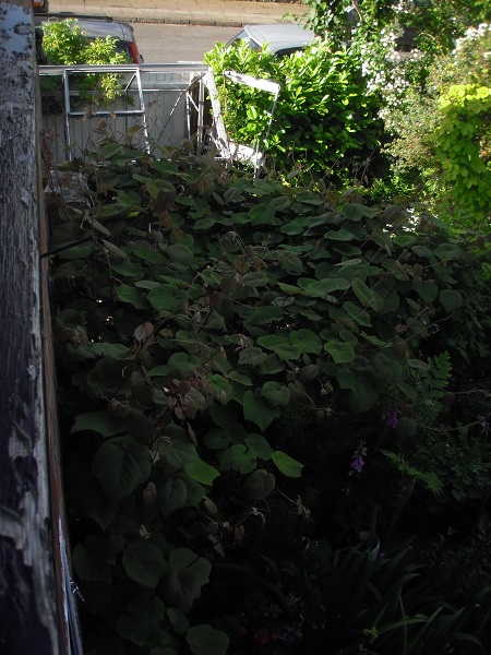 Garden June 6 2014 019 small.jpg