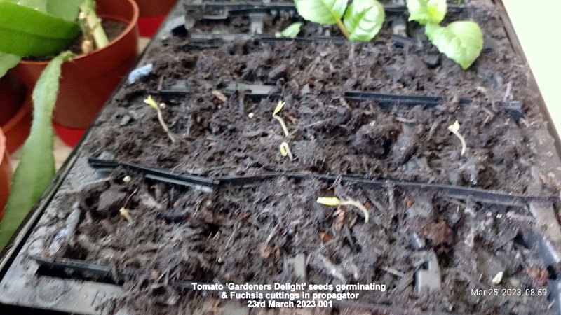 'Gardeners Delight' seeds germinating & Fuchsia cuttings in propagator 23rd March 2023 001.jpg