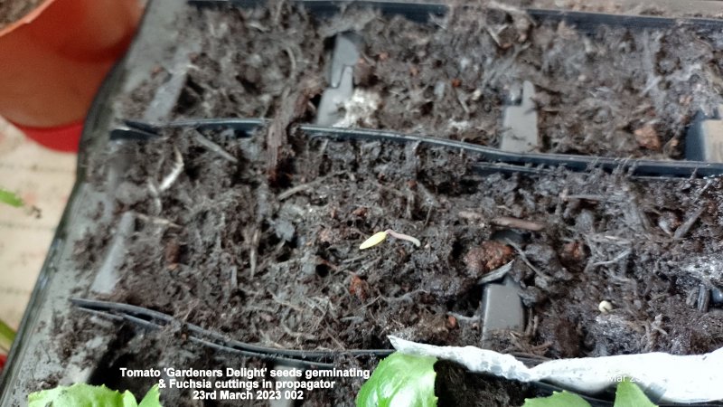 'Gardeners Delight' seeds germinating & Fuchsia cuttings in propagator 23rd March 2023 002.jpg