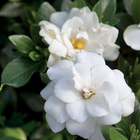 Gardenia Double 'Double Mint'.jpg