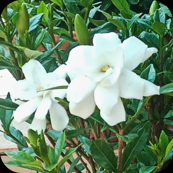 Gardenia1 30Jun 24.jpg