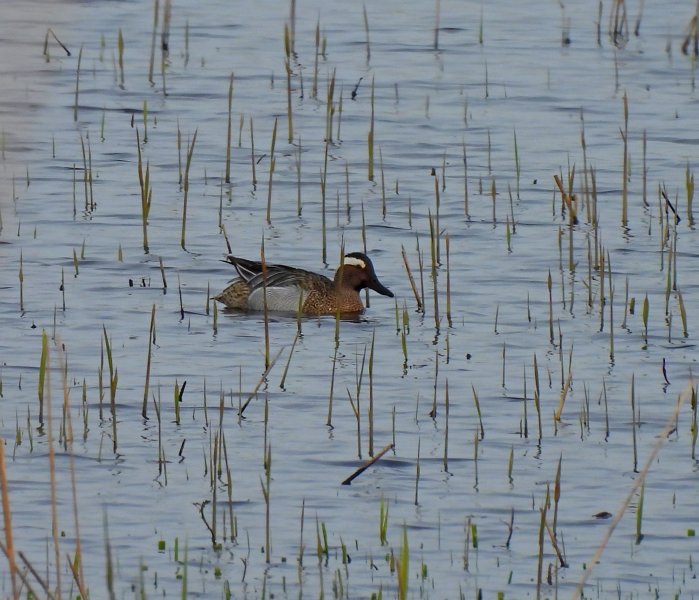 Garganey (2).JPG