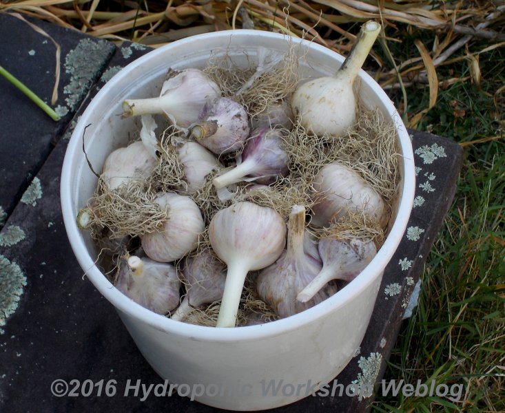 garlic harvest.jpg