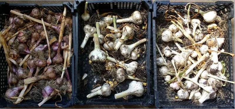 garlic harvest.JPG