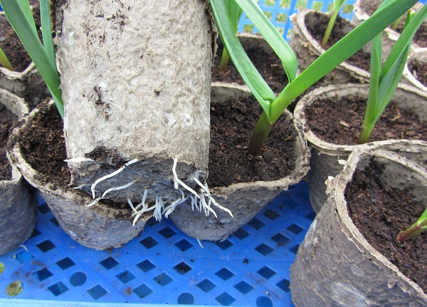 garlic pot roots.jpg