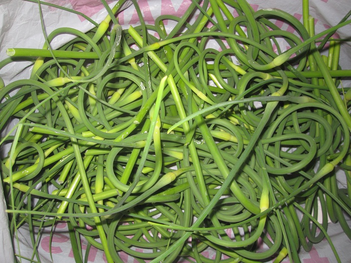 garlic scapes.jpg