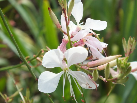 gaura 1.jpg