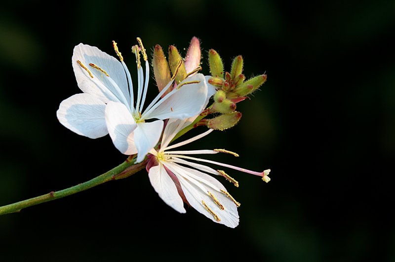 Gaura-f11.jpg