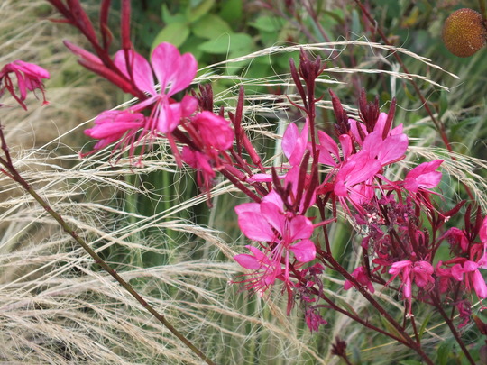 gaura2.jpg