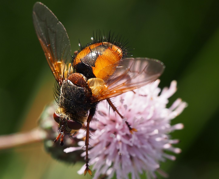 GC comp fly on thistle.jpg