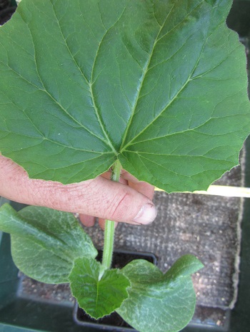 gc pumpkin 2nd leaf.jpg