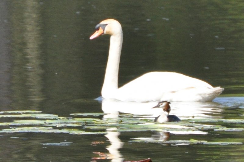 Gebe&swan.jpg