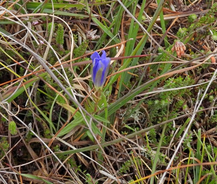 gentian 1.JPG