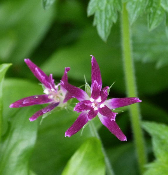 Geranium 1.JPG