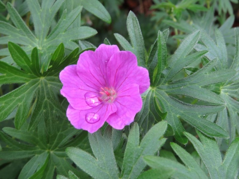 Geranium (2) - Copy.JPG