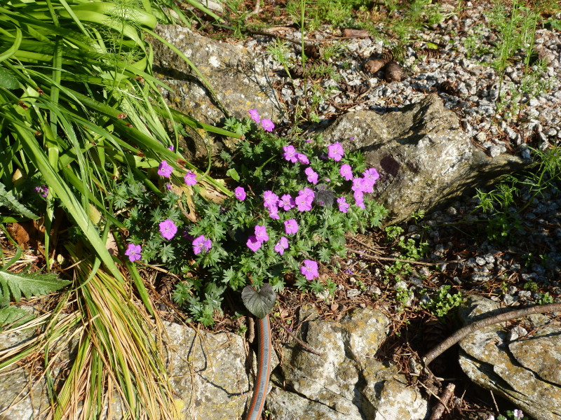 Geranium 2.JPG