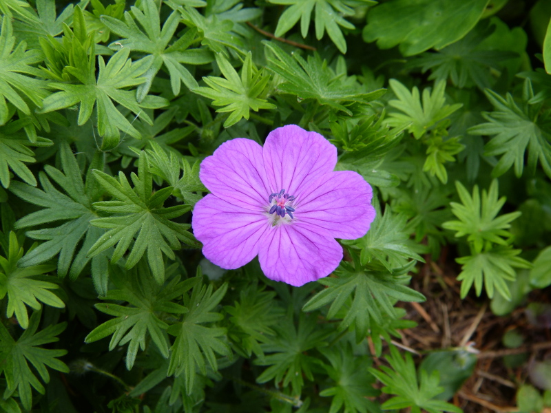 Geranium 2.JPG