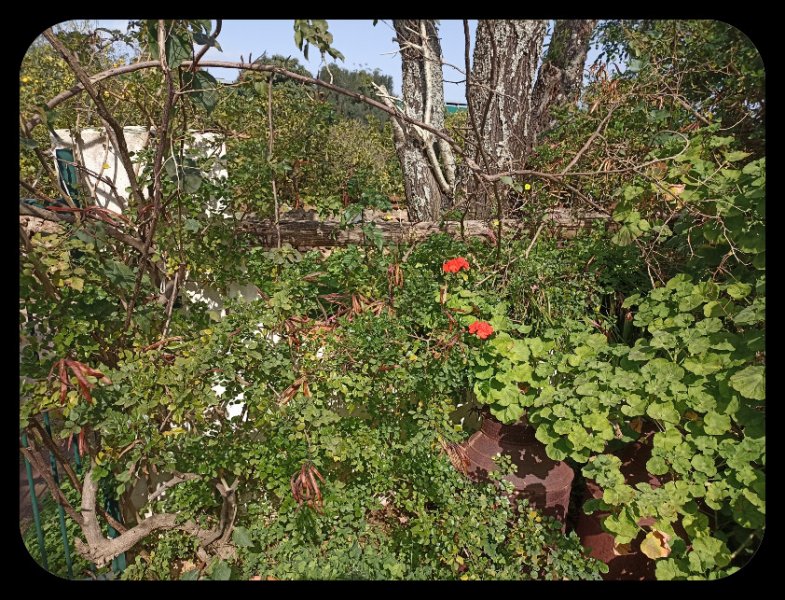 Geranium 22 Feb 23.jpg