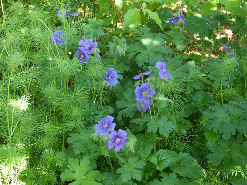 Geranium 3.JPG