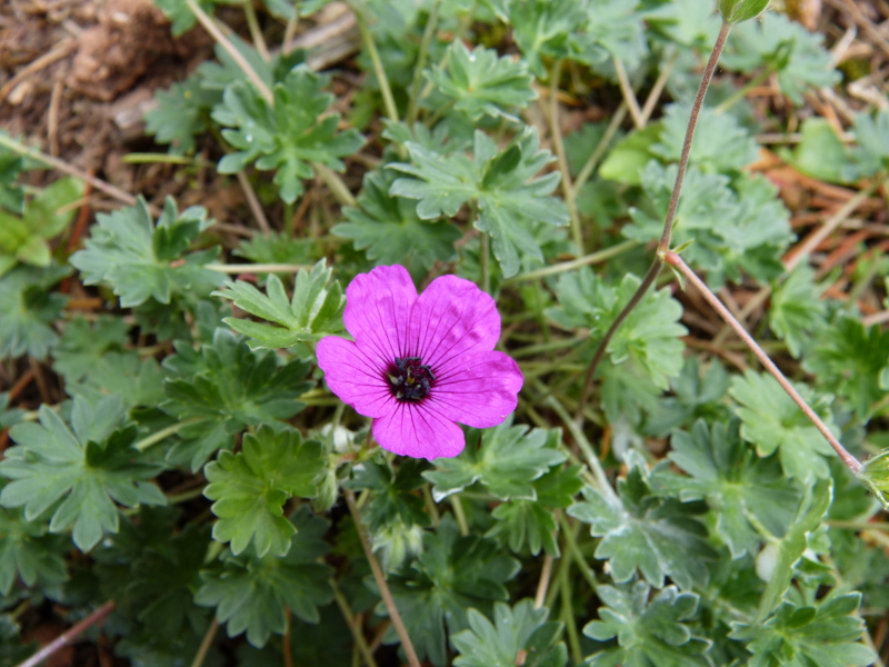 Geranium 3.JPG