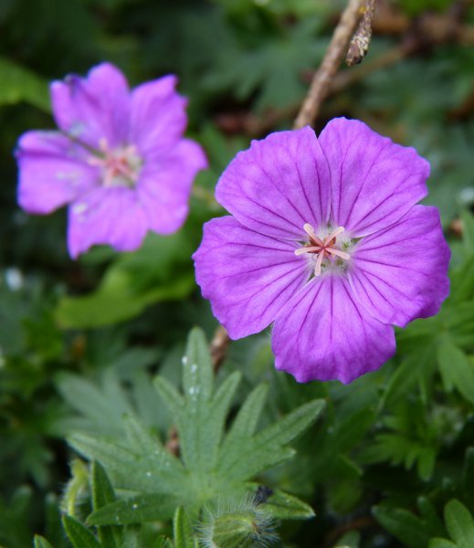 Geranium 4.JPG