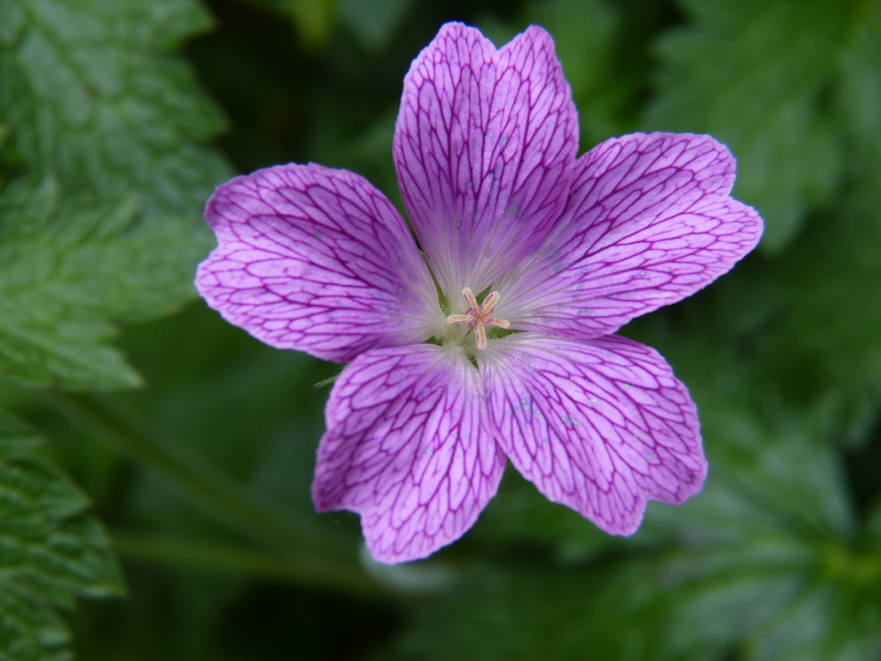 Geranium 5.JPG