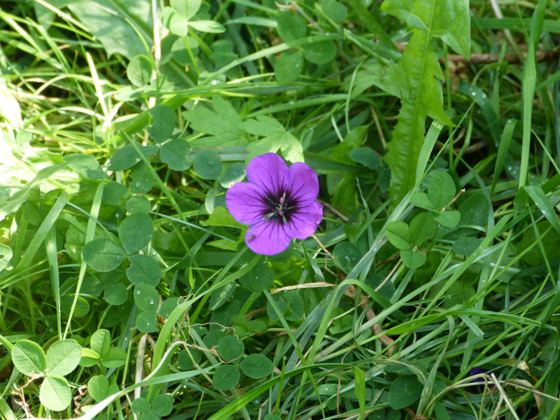 Geranium Anne Folkard 2.JPG