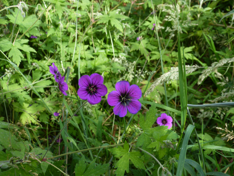 Geranium Anne Folkard.JPG