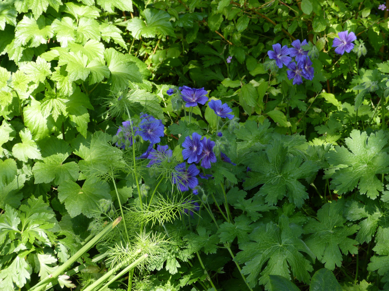 Geranium Blue.JPG