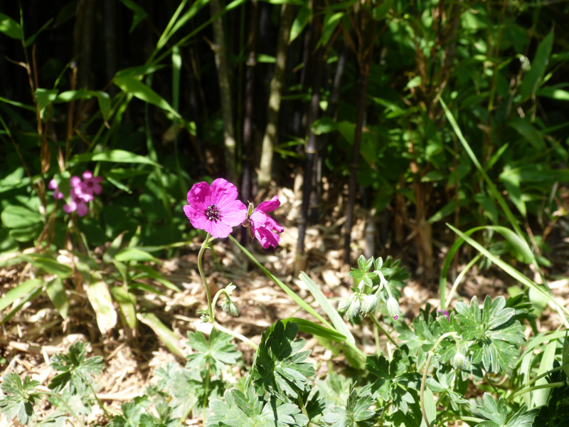 Geranium cinereum Carol.JPG