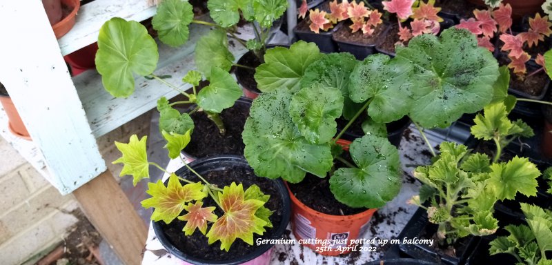 Geranium cuttings just potted up on balcony 25th April 2022.jpg