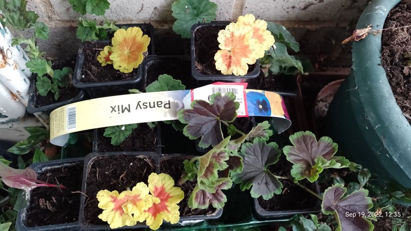 Geranium cuttings just taken 19th September 2022.jpg