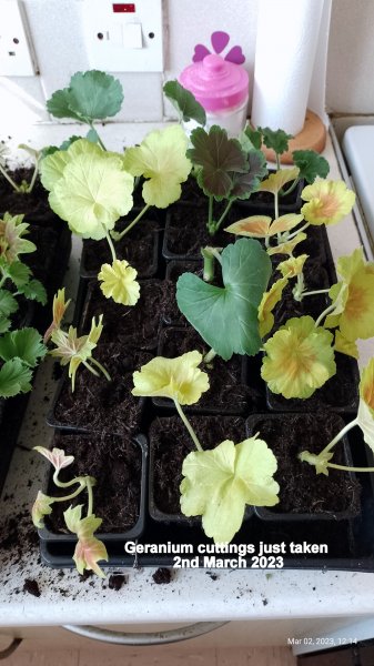 Geranium cuttings just taken 2nd March 2023 .jpg