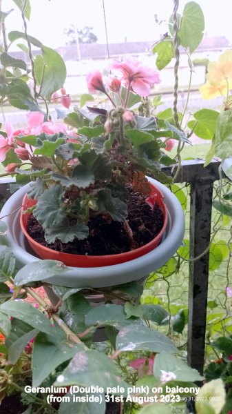 Geranium (Double pale pink) on balcony (from inside) 31st August 2023.jpg