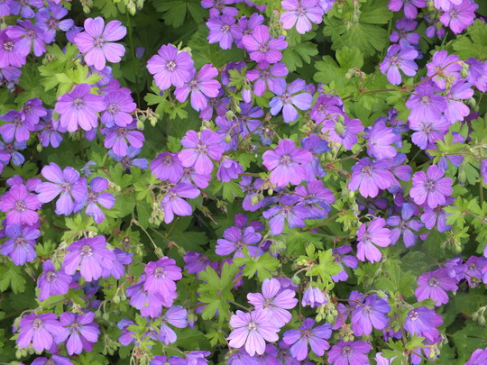 geranium.jpg