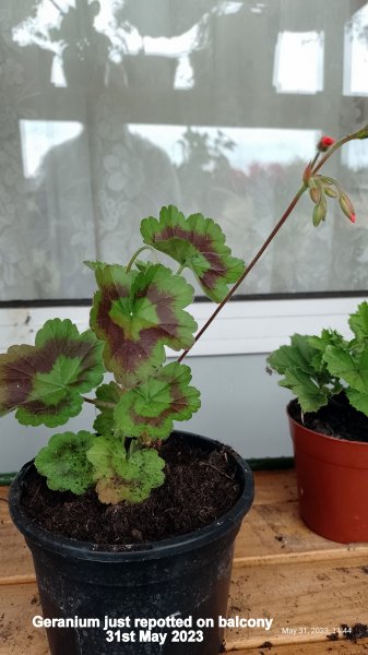 Geranium just repotted on balcony 31st May 2023.jpg