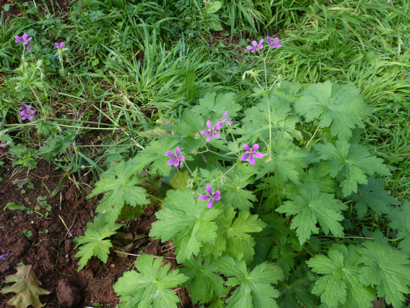 Geranium Kanahitobanawa.JPG