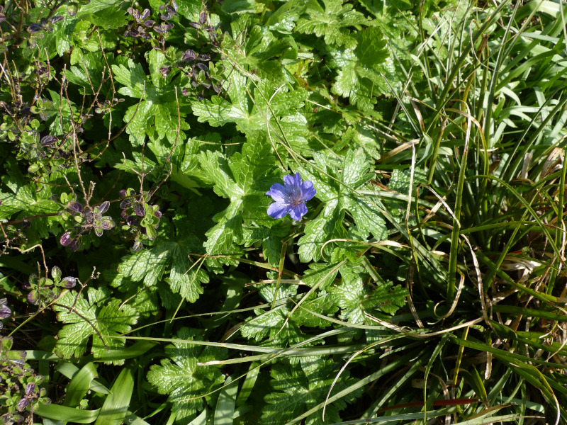 Geranium libani.JPG