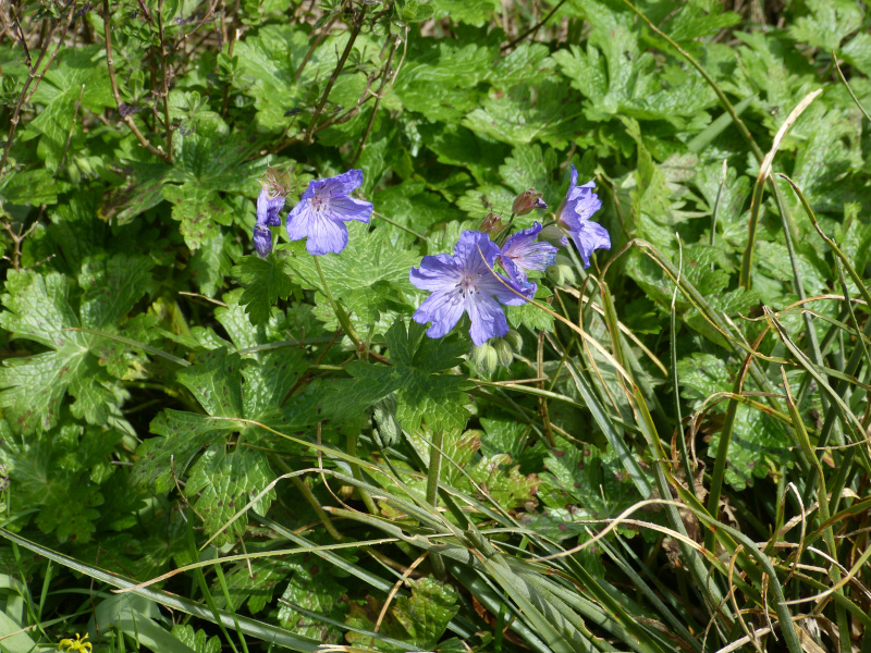 Geranium libani.JPG