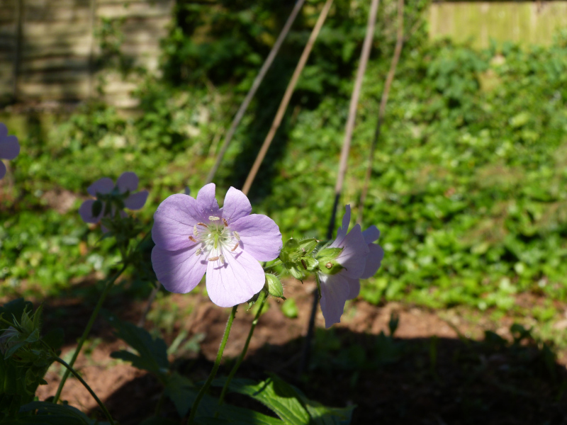 Geranium maculatum.JPG