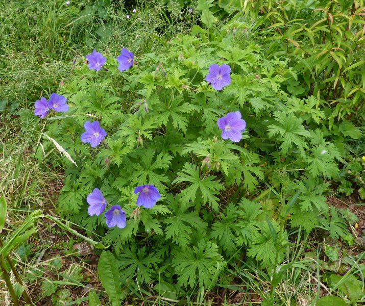 Geranium maculaum.JPG