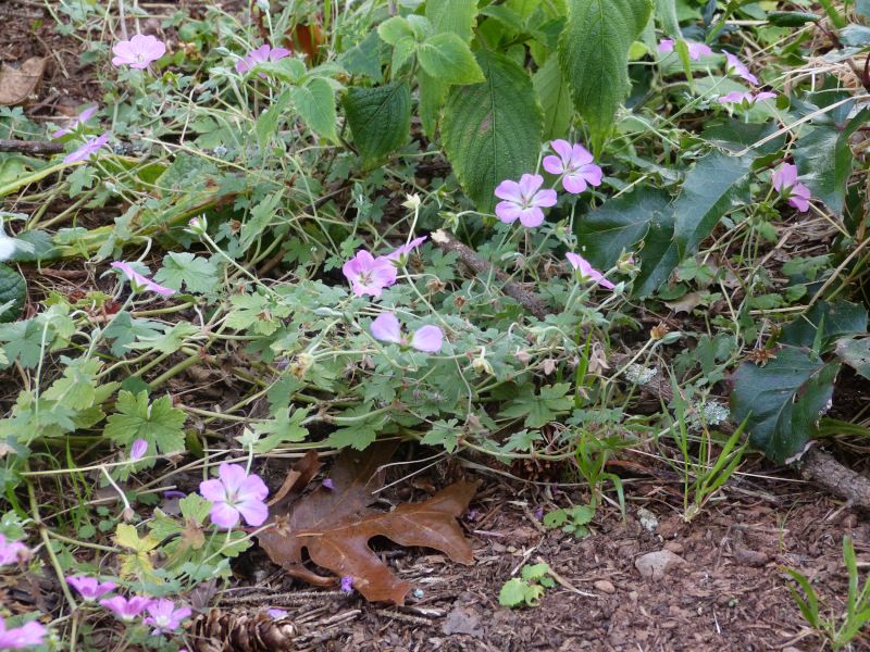 Geranium Mavis Simpson 2.JPG