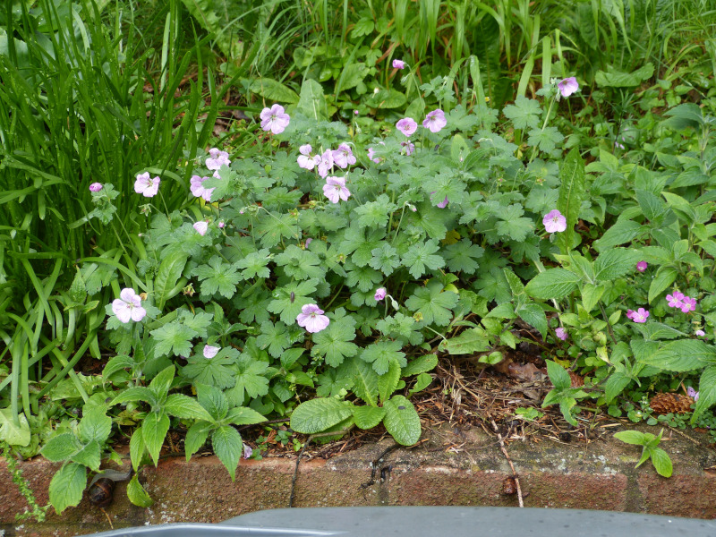 Geranium Mavis Simpson.JPG