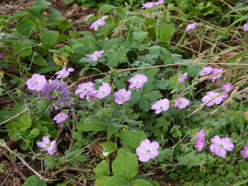 Geranium Mavis Simpson.JPG