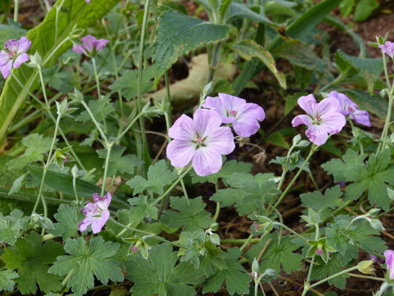 Geranium Mavis Simpson.JPG