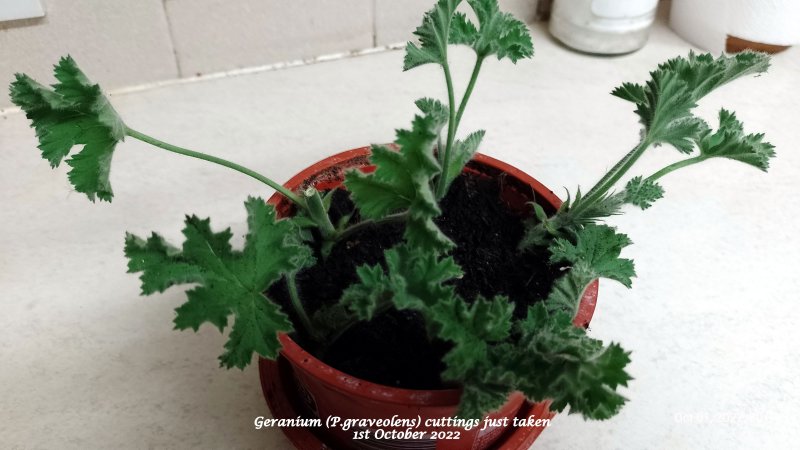 Geranium (P.graveolens) cuttings just taken  1st October 2022.jpg