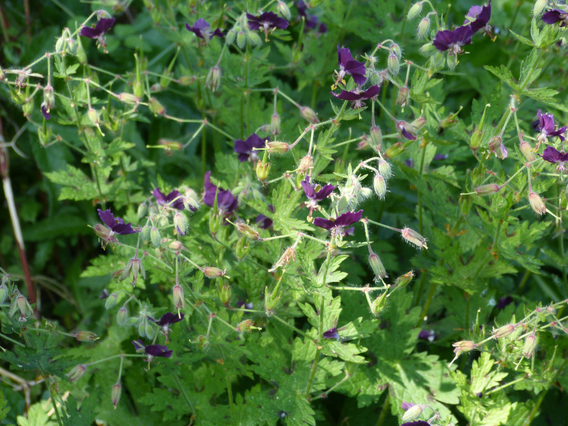 Geranium phaeum.JPG