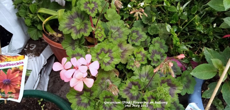 Geranium (Pink) flowering on balcony 2nd May 2022.jpg