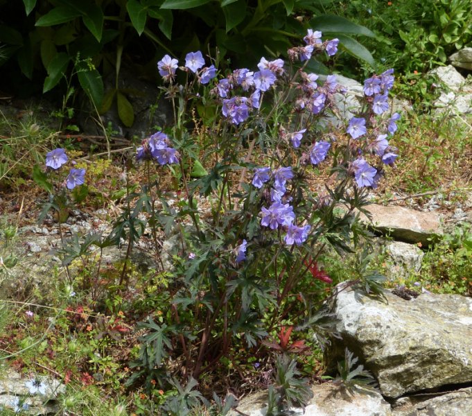 Geranium pratense Victor Reiter strain.JPG