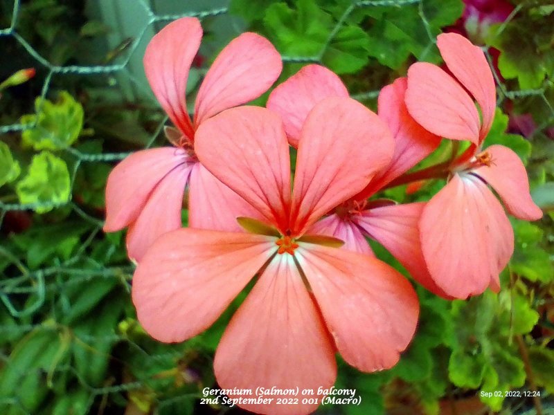 Geranium (Salmon) on balcony 2nd September 2022 001 (Macro).jpg